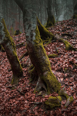 Atmospheric Carpathian Forrest in November Autumn landscape