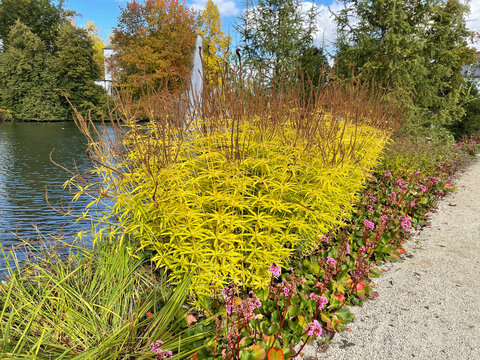 Purple Switch Millet, Panicum Virgatum