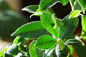 Luminous green leaves of a ficus tree in a living room