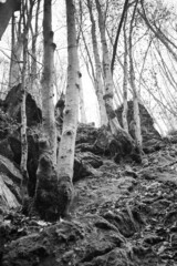 Atmospheric Carpathian Forrest in November Autumn landscape