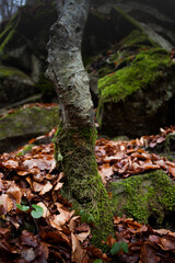 Atmospheric Carpathian Forrest in November Autumn landscape