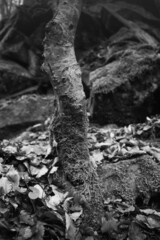 Atmospheric Carpathian Forrest in November Autumn landscape