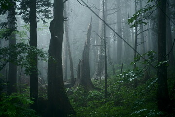 霧がかる森