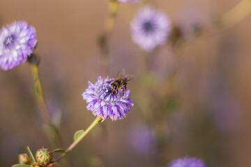 Bee on flower