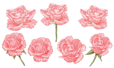 Set of wedding pink roses