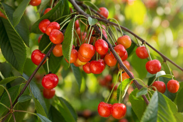 tree branches with red cherry berries, closeup, concept