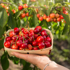 a hand holds a wooden tray full of red cherries against the background of trees with berries