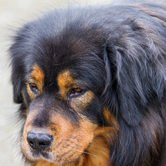 Fototapeta premium Do Khyi, auch Tibetdogge oder Tibetanische Dogge genannt