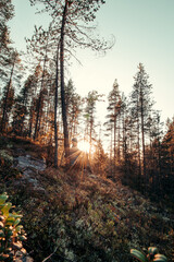 explorer looks out and explores new areas in the Kainuu region, in the middle of Finland. Searching for new targets and views in a forested environment. Reaching the destination at sunset