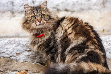 Braun gestromte Hauskatze