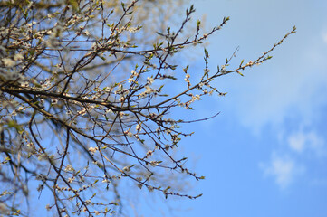 branches of a blooming cherry tree against the blue sky. tender white and light rose flowers and buds on the thin brunches. Sakura bloom in the garden