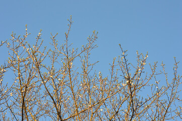 Thin branches of a blooming cherry tree against the blue sky. Gentle white and light rose flowers and buds. Sakura blossom in the spring garden
