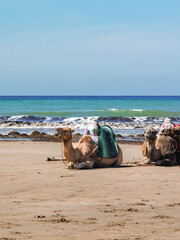 Camel caravan on the beach