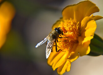 A shallow focus of a honeybee collecting pollen from a yellow flower with blurred background