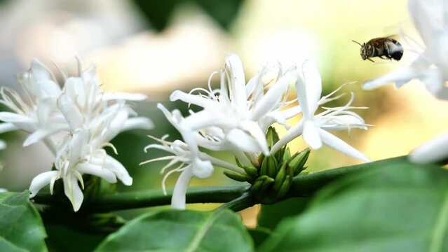 Blue Banded Bee ( Amegilla cingulata ) fliing to seeking nectar in Robusta coffee blossom on tree plant with green leaf. Petals and white stamens of blooming flowers, Blue and black stripes on insect