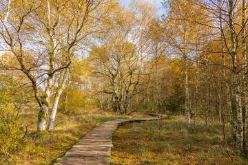 Obraz premium Herbstspaziergang im Schwarzen Moor in der Rhön 