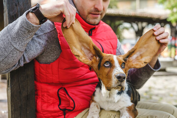 Basset hound dog in hands of owner sitting outdoor playing with his large ears holding spread in...