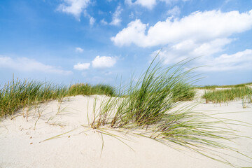 Dune beach with beach grass on a sunny day