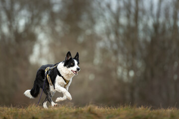 fast border collie is running with his drag line across a meadow in snowless winter from blurred forest background