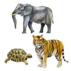 Watercolor illustration, set. Wild animals painted in watercolor. Elephant, tiger, turtle.