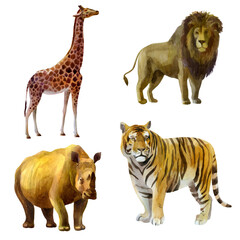 Watercolor illustration, set. Wild animals painted in watercolor. Lion, tiger giraffe rhino.