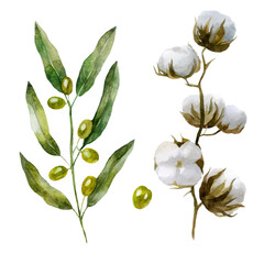 Watercolor illustration. Olive branch and cotton flower. Plants hand-drawn in watercolor.