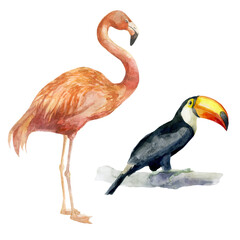 Watercolor illustration. Toucan and flamingo. Tropical birds hand-drawn in watercolor.