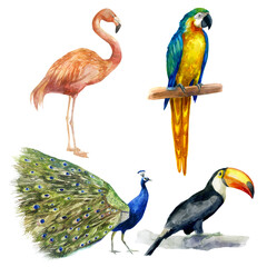Watercolor illustration, set. Flamingo, parrot, toucan and peacock. Tropical birds hand-drawn in watercolor.