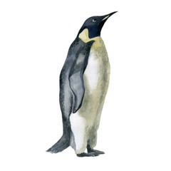Watercolor illustration. Penguin. Northern bird. Watercolor drawing.