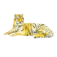 Watercolor illustration, tiger. Wild animals painted in watercolor.