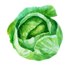 Watercolor illustration, cabbage. Watercolor drawing of vegetables.
