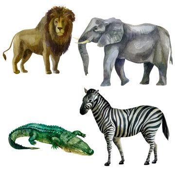 Watercolor illustration, set. Wild animals painted in watercolor. Lion, elephant, zebra crocodile.