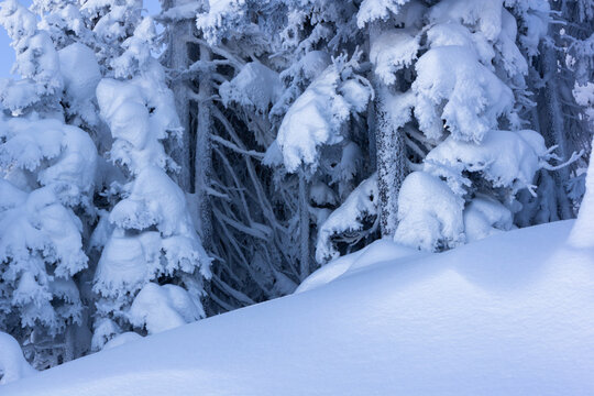 Alpine spruce forest covered in thick pack of snow during wintertime (Filzmoos, Austria)