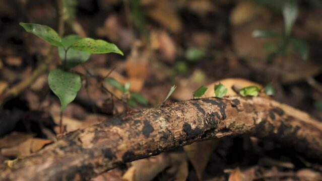 fourmis coupe feuille