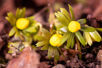 blühende Winterlinge im Februar verkünden den nahenden Frühling