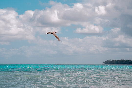 The Pelican hunting for fish in Dominican Republic. Close up on wild Pelican in atlantic ocean.