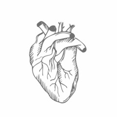 Human heart. Anatomical realistic line art, vector illustration