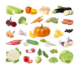Collection of vegetables in a realistic style. Detailed illustrations.