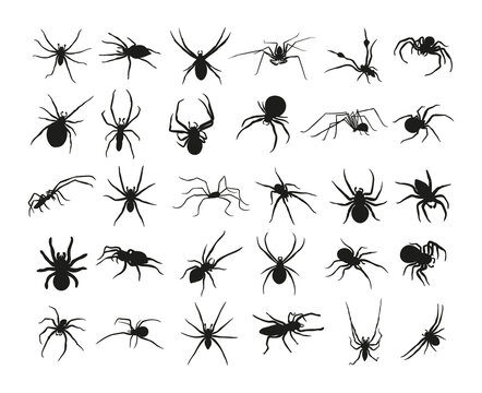 Collection of black silhouettes of spiders of different species. Illustrations on a white background.