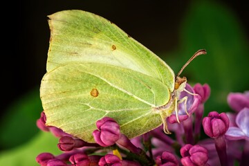 butterfly on a flower