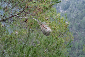 Nests of processionary caterpillars in the branches of a pine tree.
