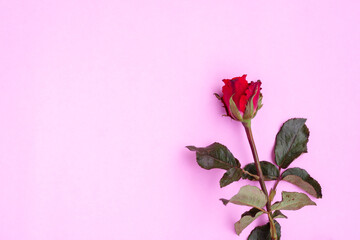 Red rose on pink background
