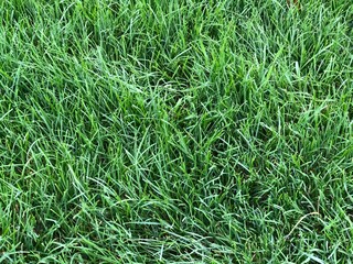 Grass lawn