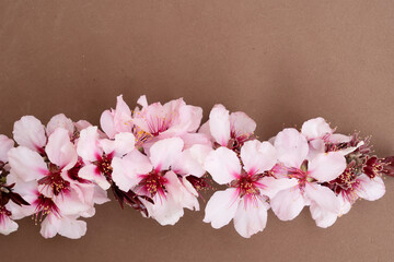 almond tree bloom