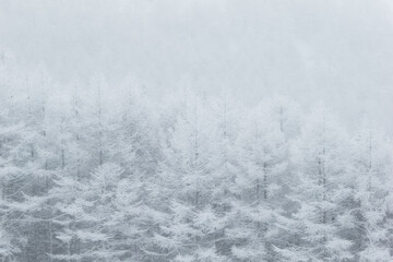 Naklejka premium 冬の森が雪に包まれた様子