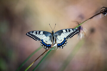 Papilio machaon, beautiful butterfly 