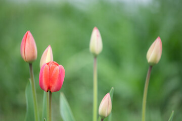 delicate and delicate tulip buds