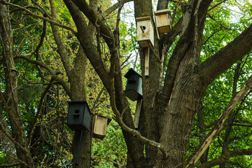 bird house on tree