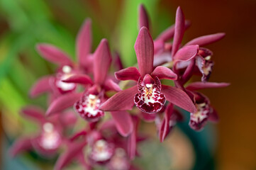 Fototapeta na wymiar Cymbidium orchid 'Cafe Noa', a miniature cymbidium in pinkish red. 