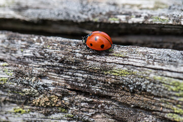 Fototapeta premium ladybug on a wooden background